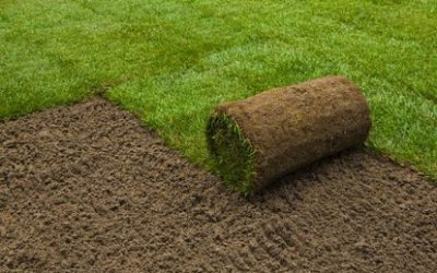 What Are the Steps to Establishing a New Lawn? Should You Sod, Seed, or Sprig?