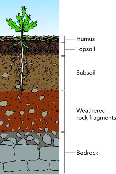 Make A Sentence With The Word Topsoil