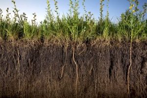 Underground topsoil photo