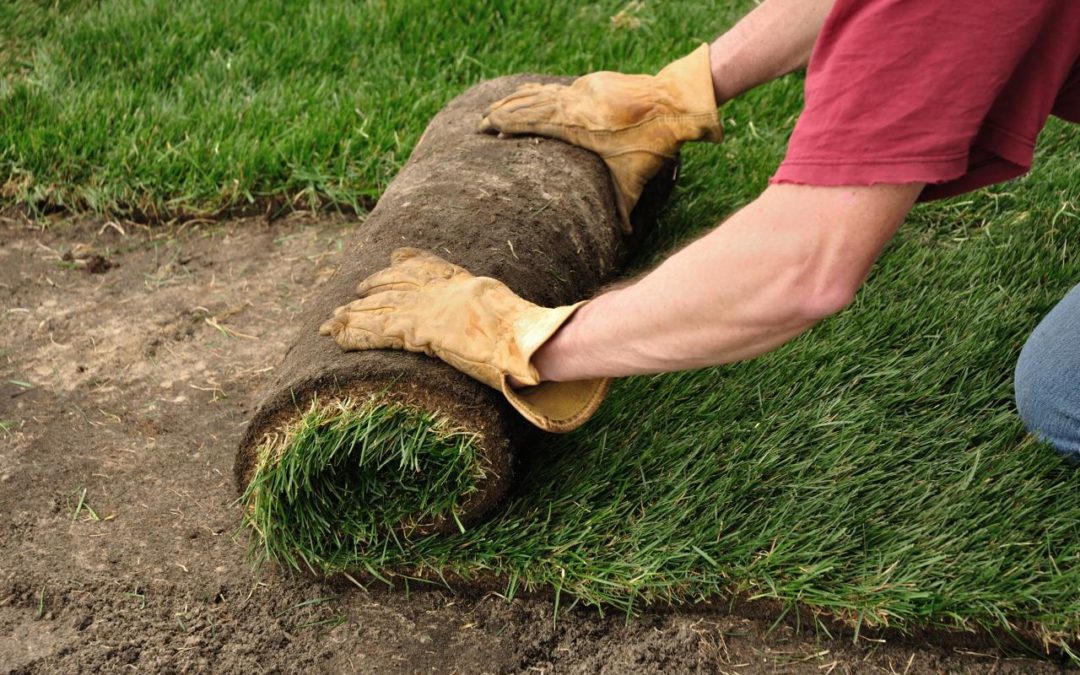 7 Very Important Tips For Installing a Sod Lawn Correctly…
