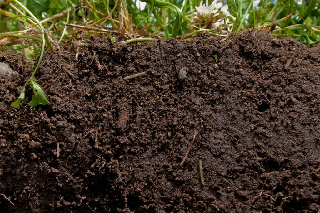 topsoil closeup