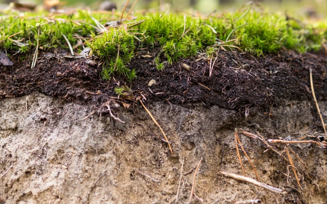 How To Level Your Lawn With Soil and Sand…