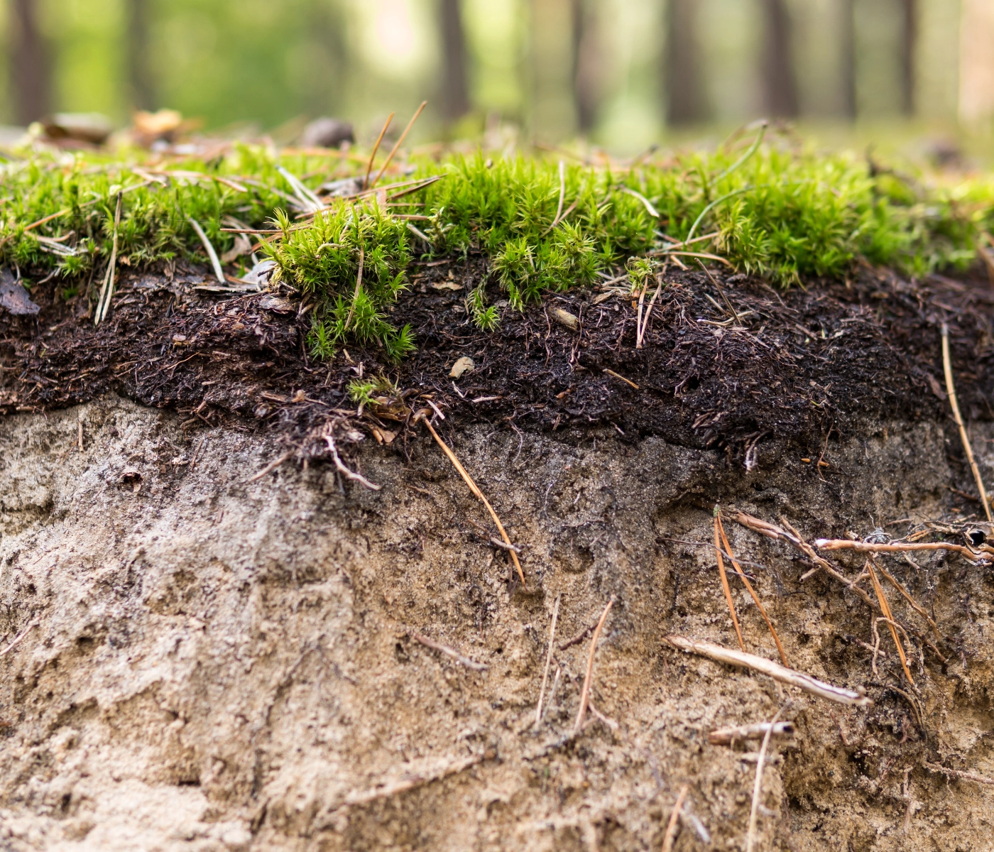 cut out of grass and layers of topsoil and fill dirt