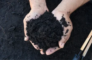 Hands holding topsoil