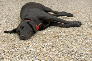 Dog laying on gravel