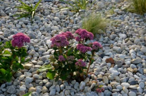 Ornamental flowerbed with perennials and stones made of gray granite, mulched pebbles in the city garden, prairie, ornamental grass, terrace by the pool mulching pebbles