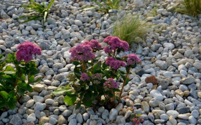 River Rock Landscaping: Elevate Your Space with Natural Beauty