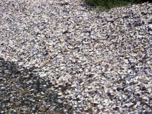 Crushed Shell Driveway