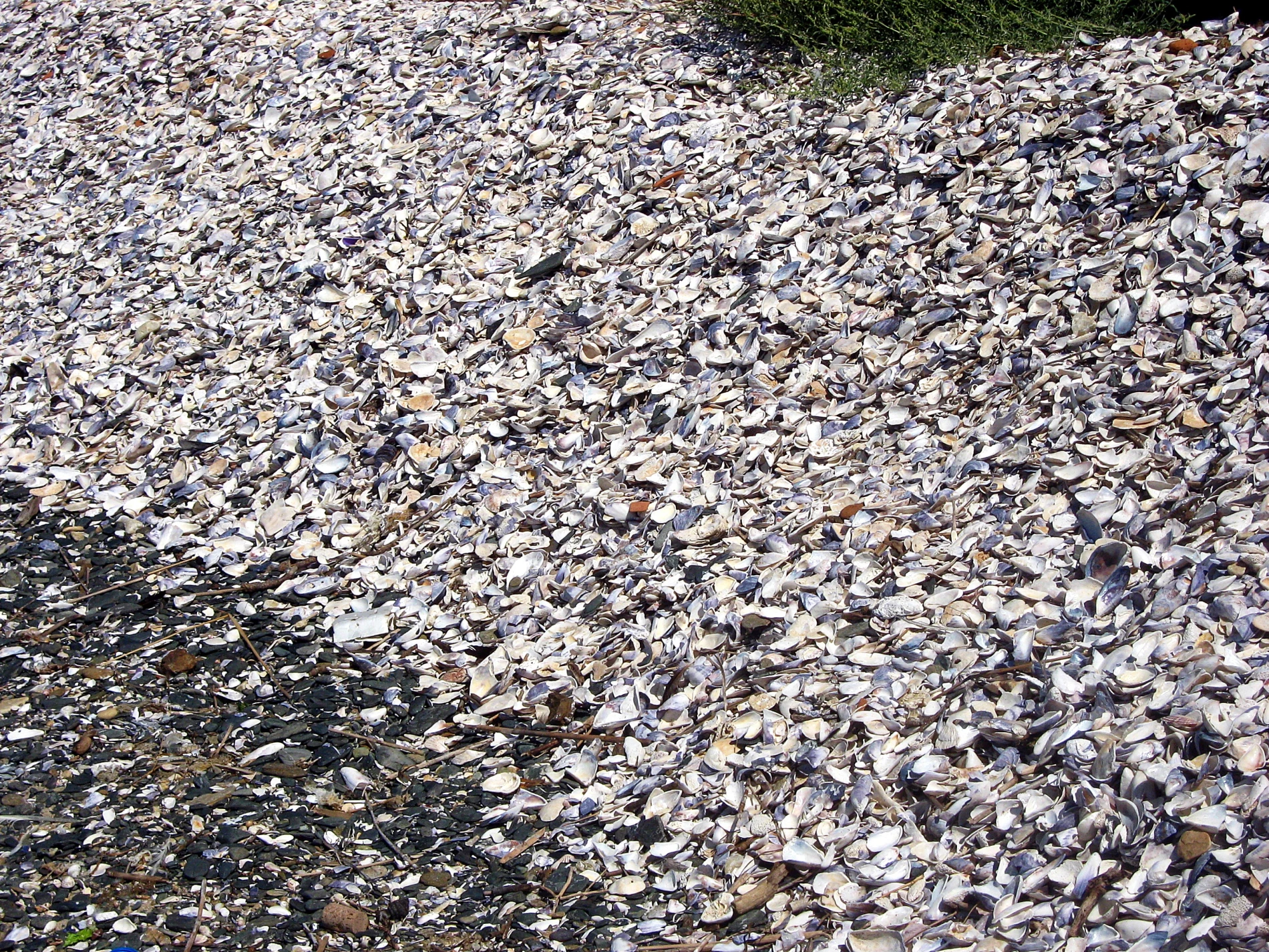 crushed shell driveway