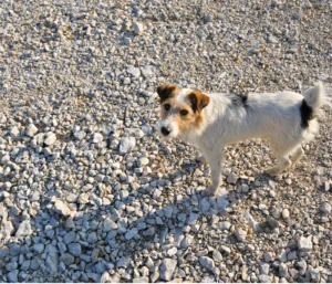 dog on gravel