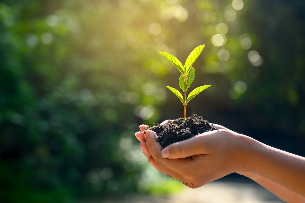 Topsoil In the hands of trees growing seedlings.