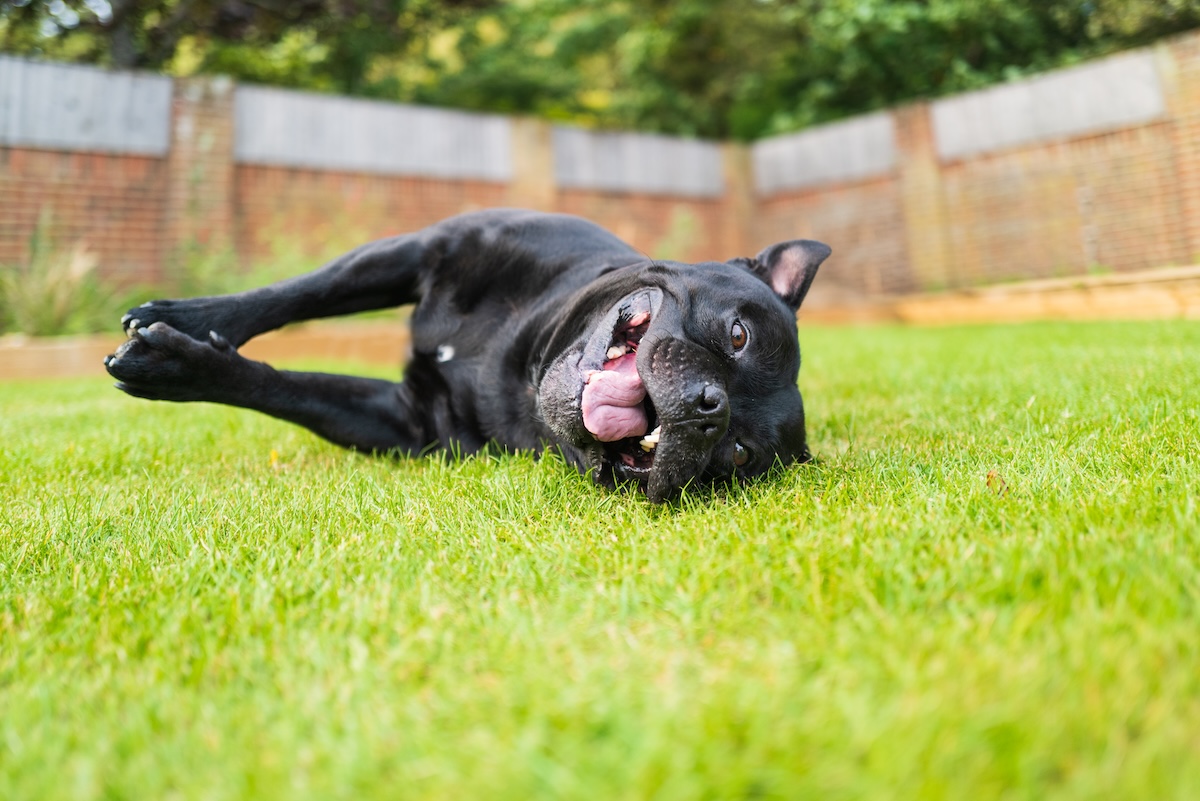 Staffordshire Bull Terrier dog lying on his side on grass smiling