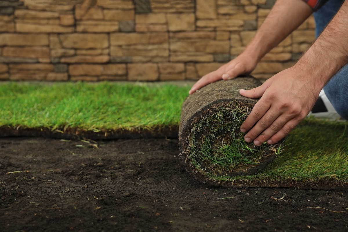 Young man laying grass sod on ground at backyard, closeup.