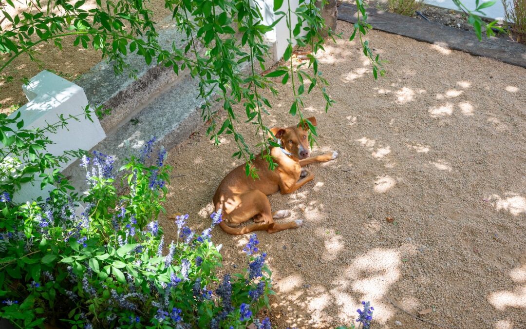 4 Ways Pea Gravel is a Great Landscaping Choice If You Own a Dog…