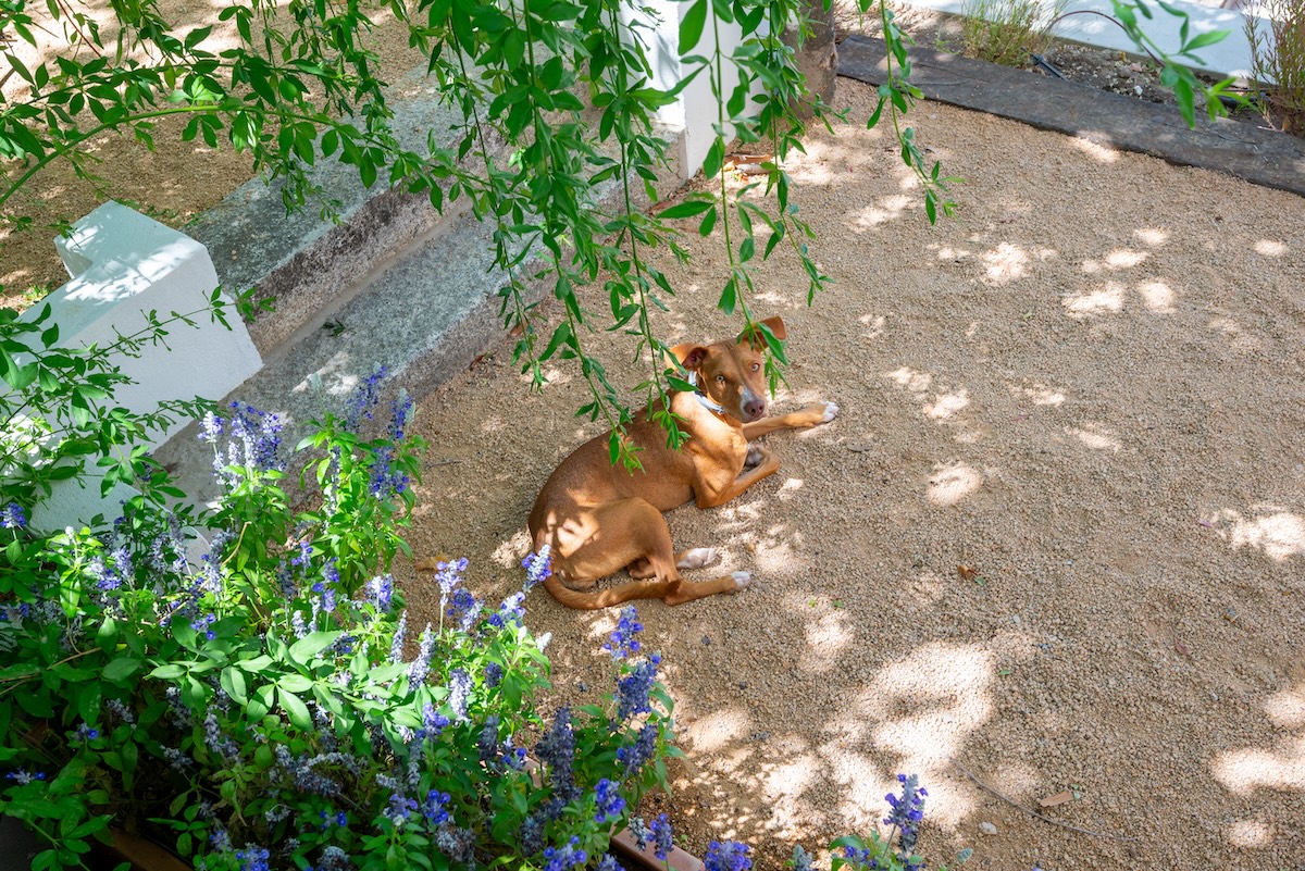 A hound dog resting in a beautiful sand and pea gravel patio