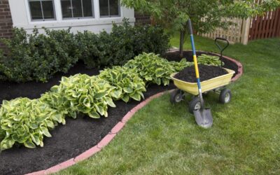 What Is the Best Garden Topsoil? Tips for Thriving Plants