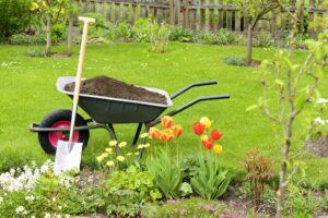 Wheelbarrow with compost for the flowerbeds